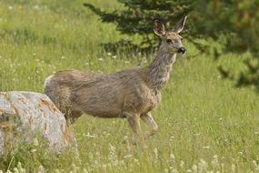 cute deer mammal spring wildlife portrait