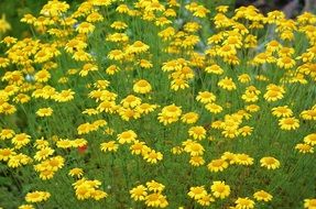 glade of the yellow flowers