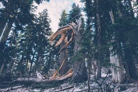 forest trees at winter time