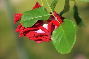 blossom flower