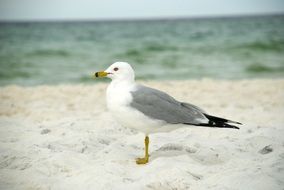 seagull standing on the beach