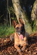 belgian shepherd dog