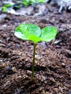 Green sprout on the ground