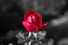red rose flower on a black and white background