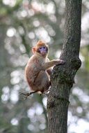 brown monkey on a tree trunk