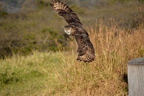 owl flying over grass field