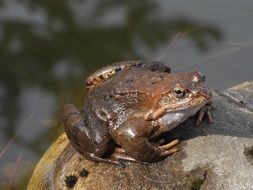 toad on a stone in nature