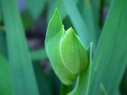 green flower bud