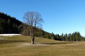 spring landscape with bare maple tree on meadow in front of spruce forest