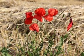 red poppy among dry grass