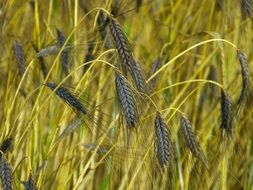 cereals harvest