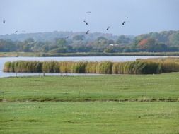 green meadow on the background of the wetland landscape