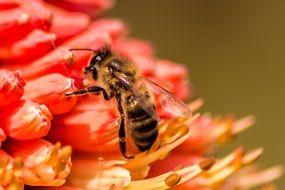 bee collects flower pollen