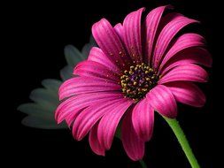 Beautiful colorful daisy flower