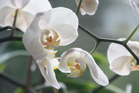 White orchids close-up on a blurred background