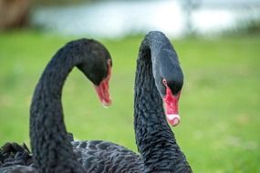 two black swans with red beaks