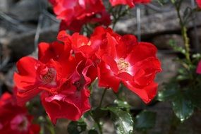 wild rose in the garden