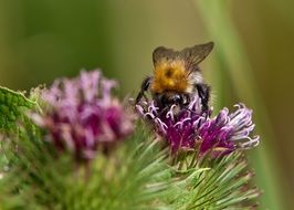 beautiful and delightful hummel insect