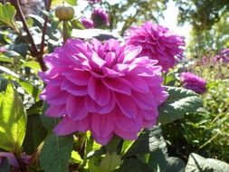 large pink peonies in the garden