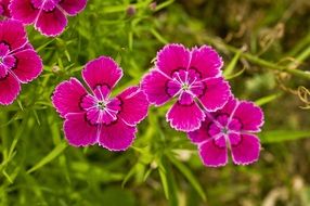 dianthus flower