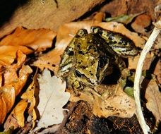 Colorful frog sitting on dry leaves in the forest