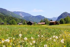 dandelions in the meadow on a sunny day