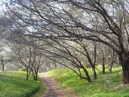 forest path at sunny day