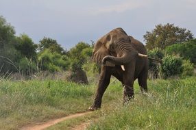 African elephant in nature