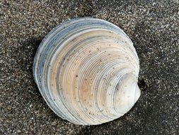 Shell on the sand near the water