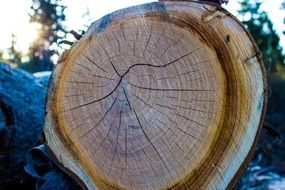 rings woodhouse closeup