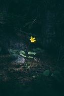 alone yellow flower in dark forest