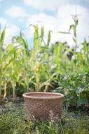 basket in the harvest field