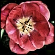 flora red pink beautiful
