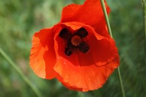 red poppy on a blurry background close-up