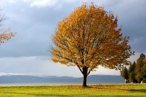 Beautiful and colorful trees in autumn