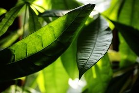 beautiful green leaves in the garden