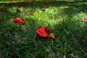 red african tulpenbaum on green grass