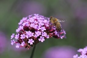 breathtaking garden flora