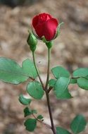 red rose next to a bud on a green bush close-up on blurred background