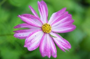 Tender pink flower on a blurred background