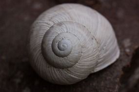 black and white photo of a snail shell