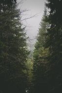 coniferous trees in the forest