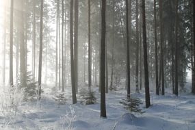 morning sun rays at winter forest