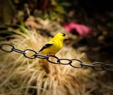 american goldfinch sits on a chain