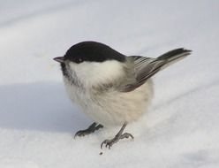 Close-up of the bird in winter