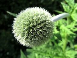 Geen prickly plant on the meadow