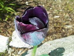 Photo of the black tulip