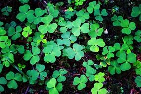 green clover leaves