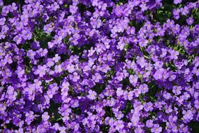 blue pillow flowers violet aubrieta field