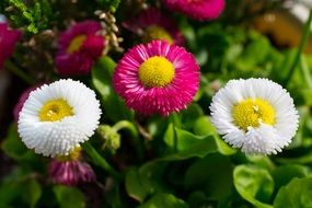 Yellow red pink white blooms